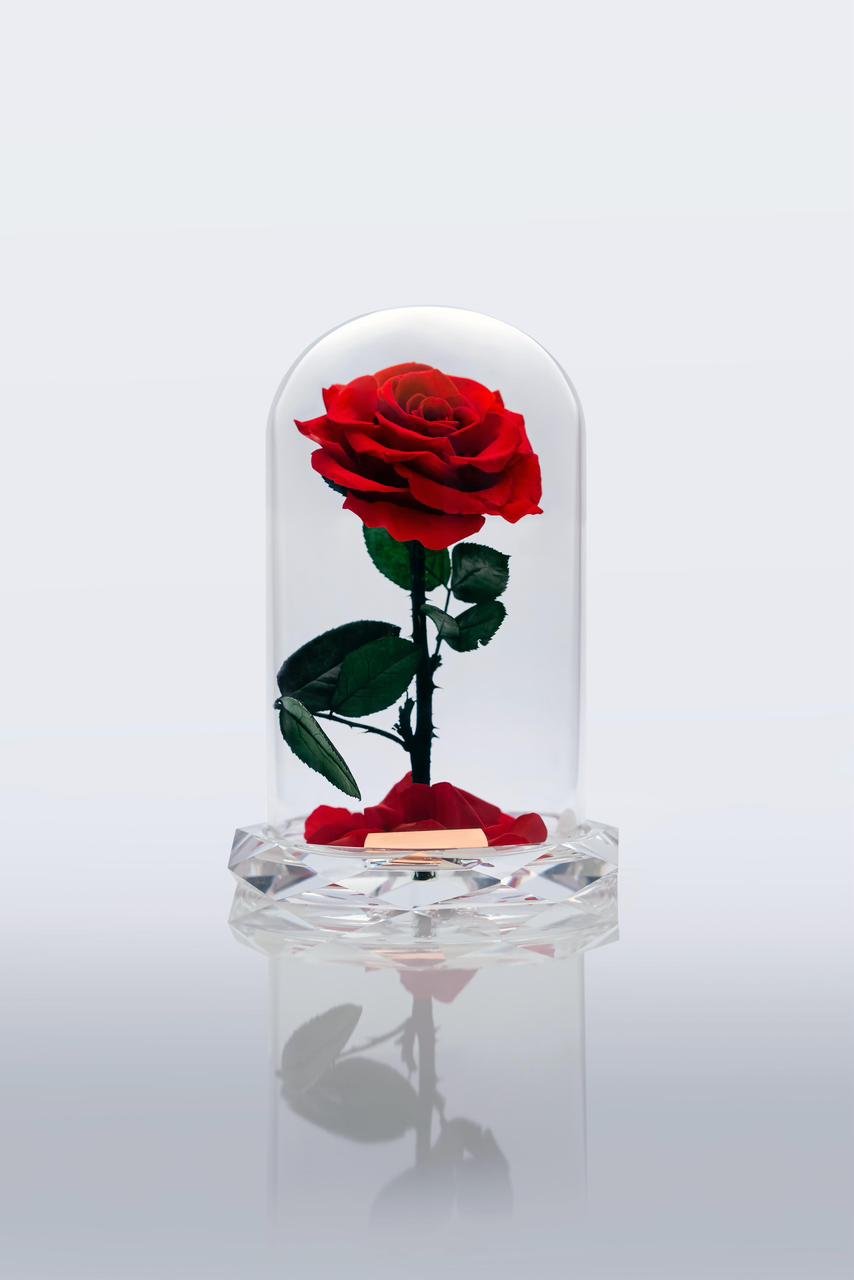 The Crystal Beauty Rose