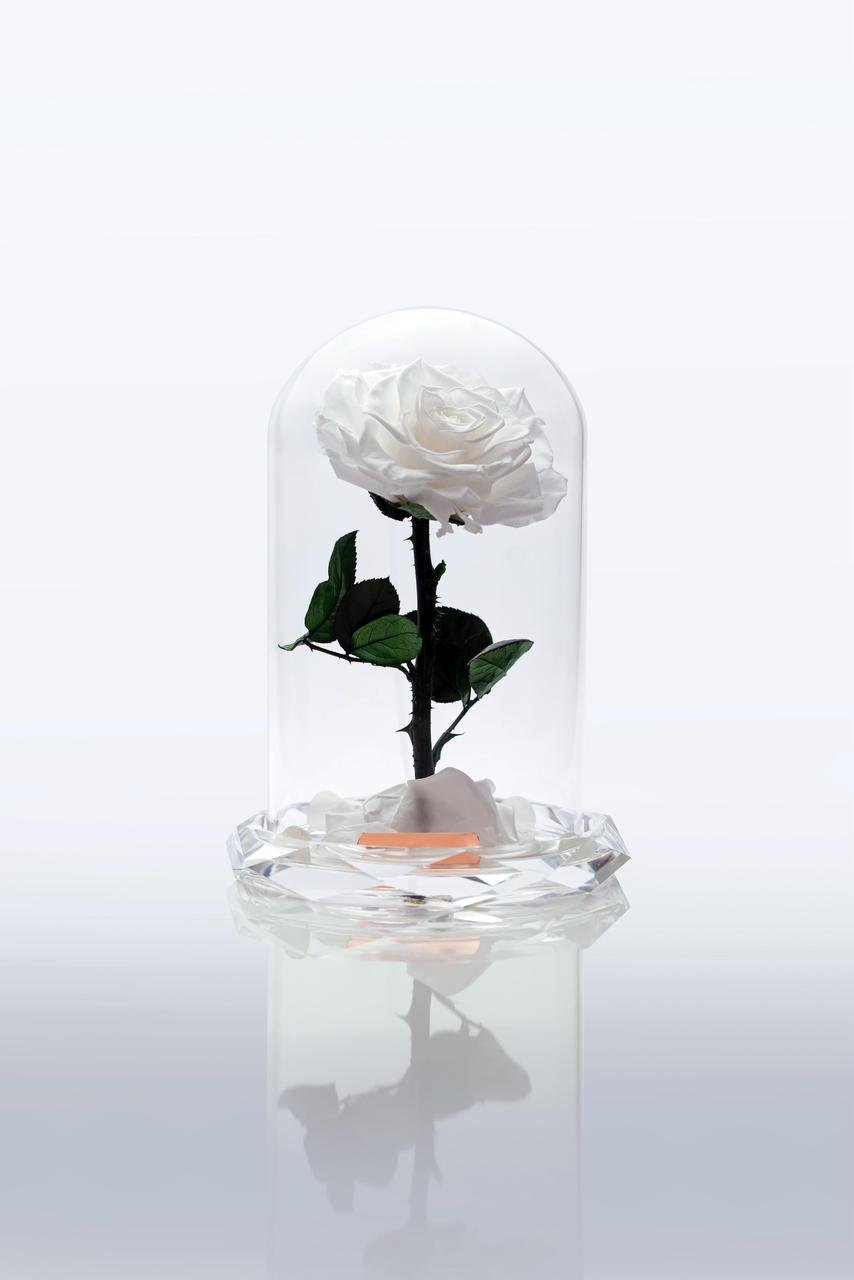 Crystal Eternal Beauty Rose