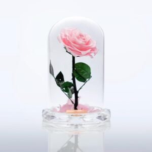 Crystal Pink Beauty Rose